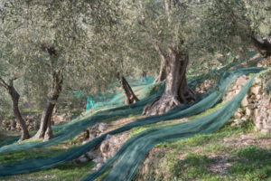 Olive liguri: la produzione nelle cultivar e le ...