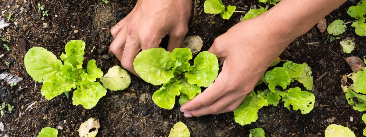 biologico cibo del futuro