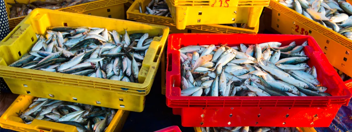 pesca e cambiamenti climatici