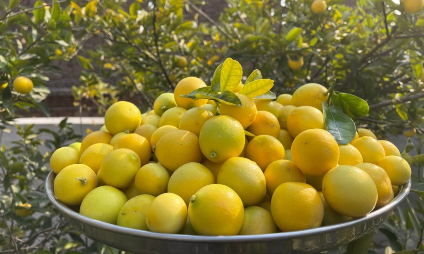 Cesto di limoni