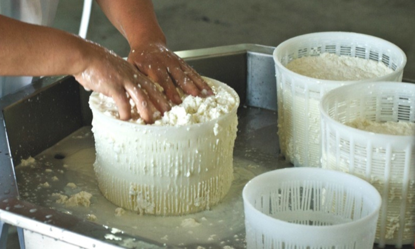 Pecorino di Filiano in lavorazione