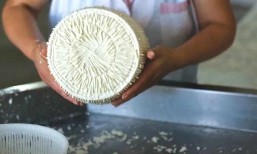 Pecorino di Filiano in lavorazione