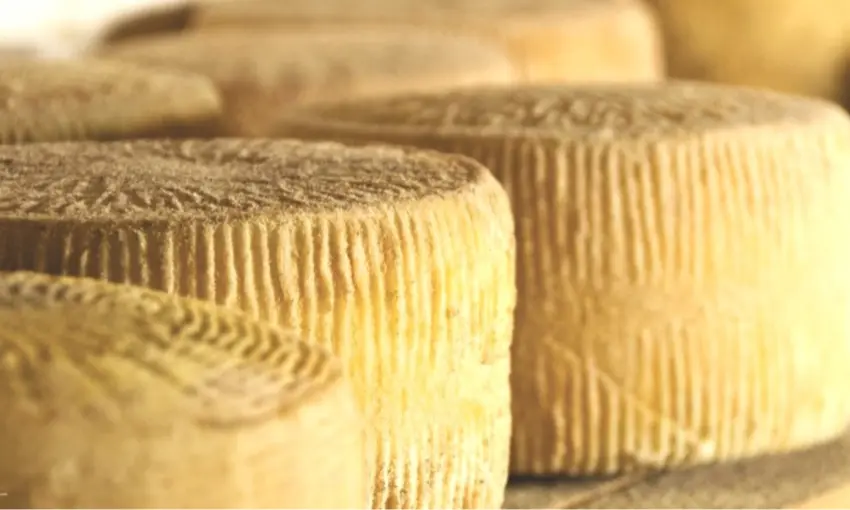 Forme di Pecorino di Filiano DOP