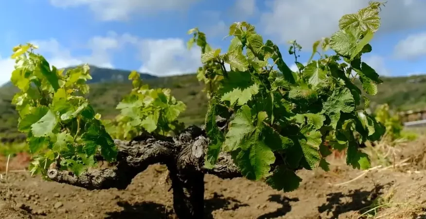 Vitigno ad alberello sull'isola di Pantelleria