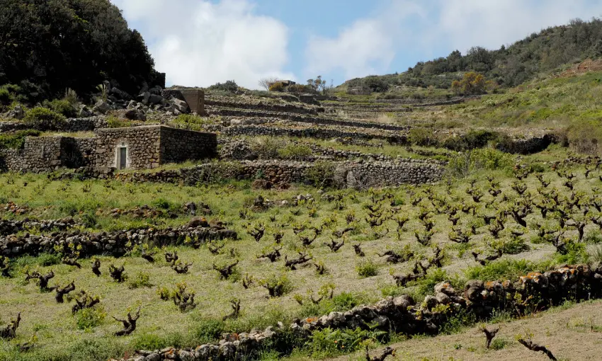 Vitigno Zibibbo a Pantelleria