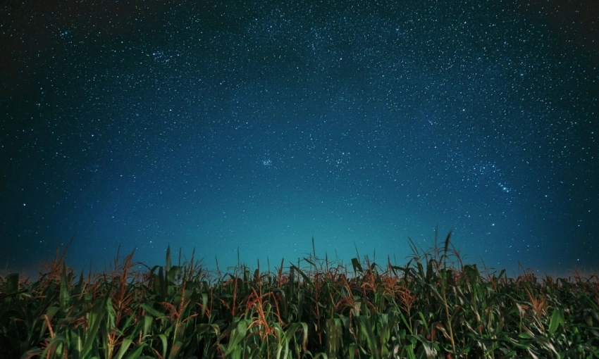 Campo di grano sotto cielo stellato