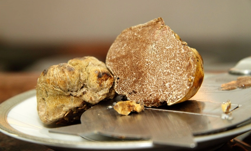 Tartufo bianco