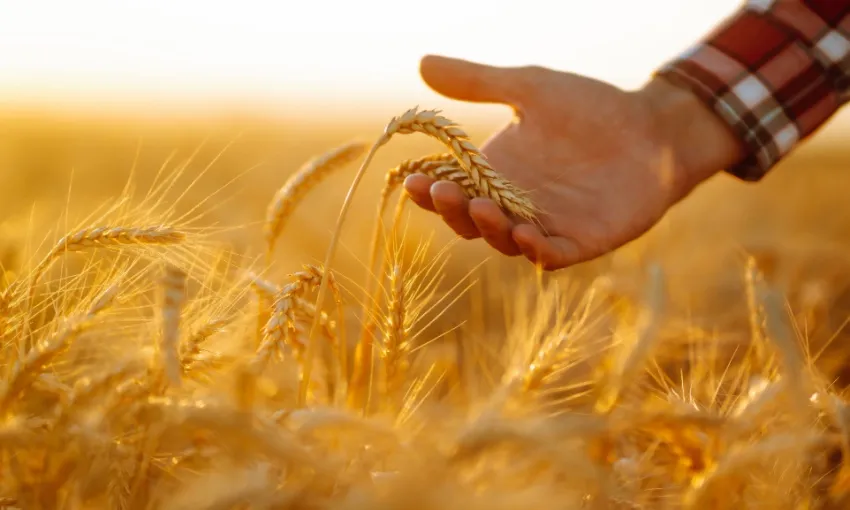 food security, il nuovo corso di laurea dell'Università di Parma