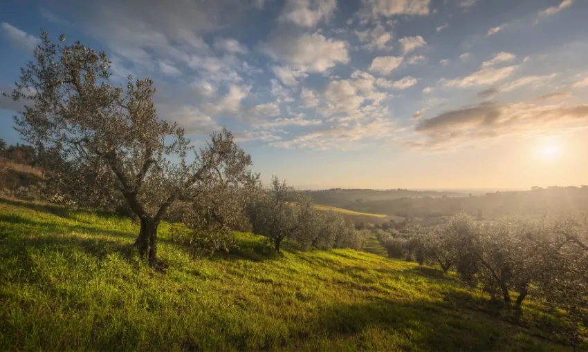 Oliveto in Toscana