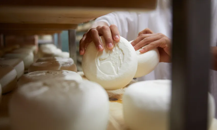 Formaggio prodotto nel caseificio della Comunità di San Patrignano