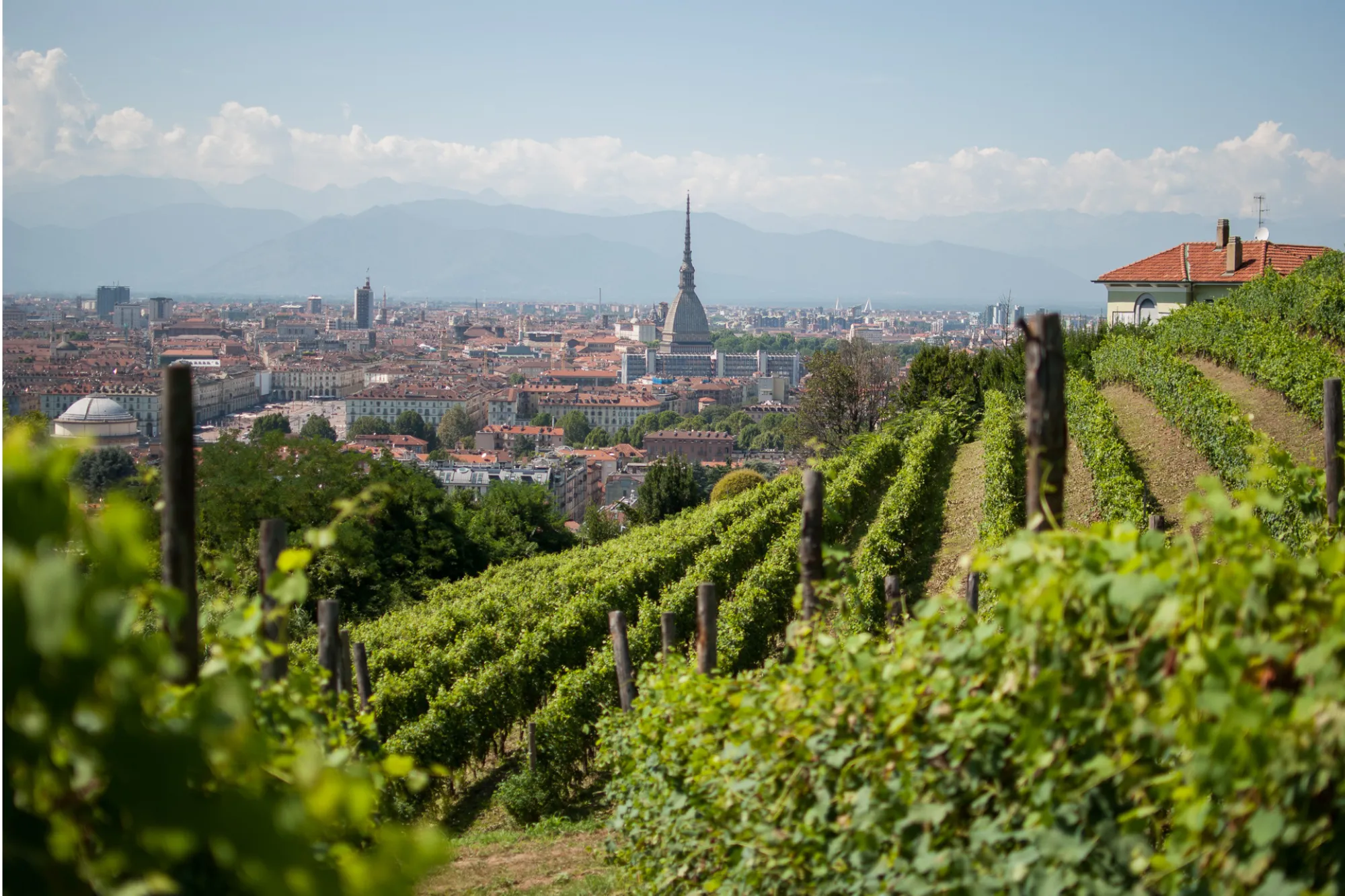 Vigna urbana con vista su Torino