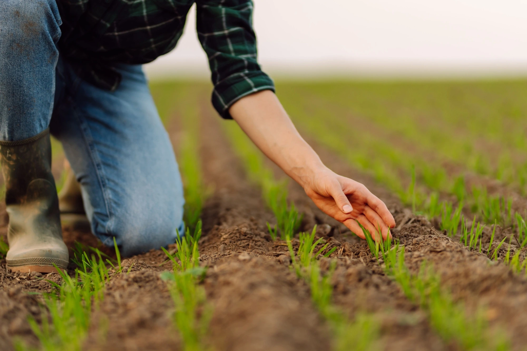 Agricoltore inginocchiato su un campo coltivato da cui spuntano delle piantine