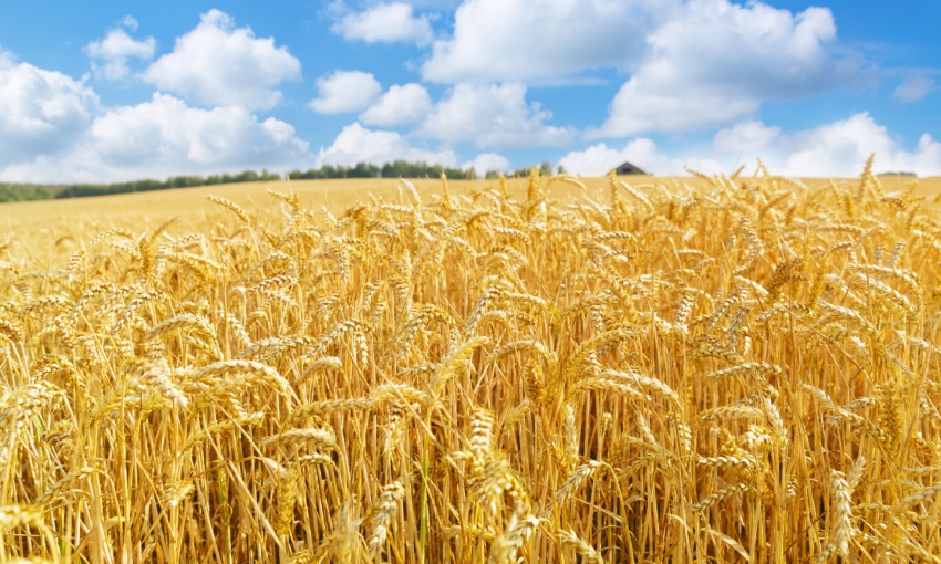 Campo di grano