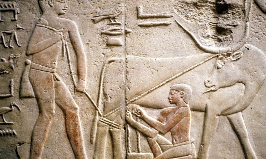 Rilievo con scena di mungitura dalla Tomba di Kagemni – Mastaba 25 (VI Dinastia) Necropoli di Saqqara (Egitto)