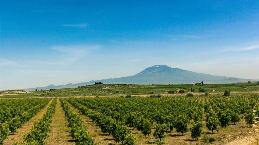 Aranci alle pendici dell'Etna